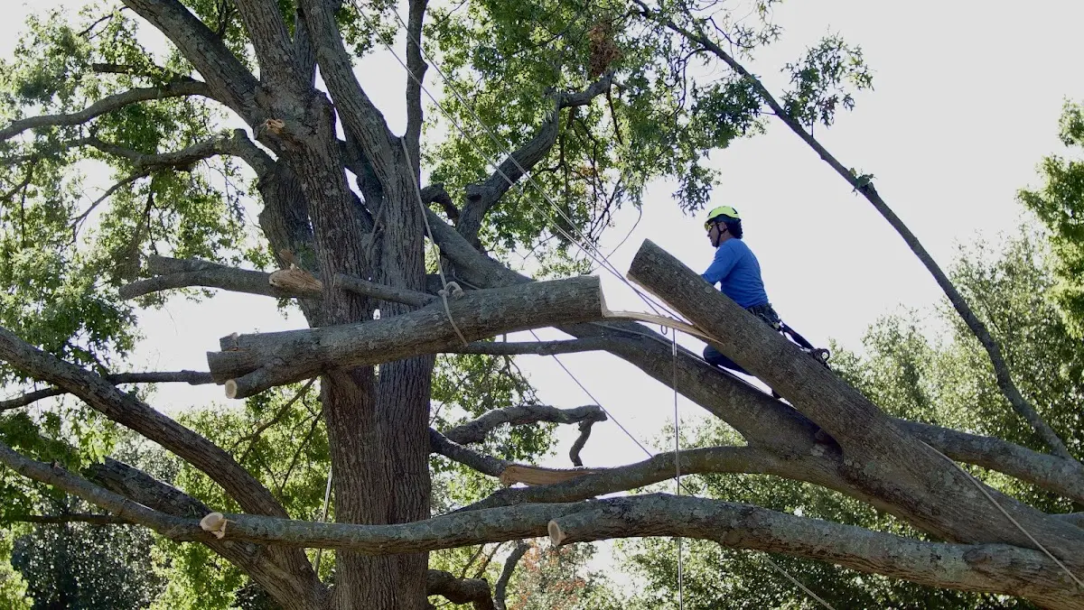 Professional Crown Thinning performed by certified arborists in Hague